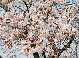 当日咲いていた武庫川の桜
