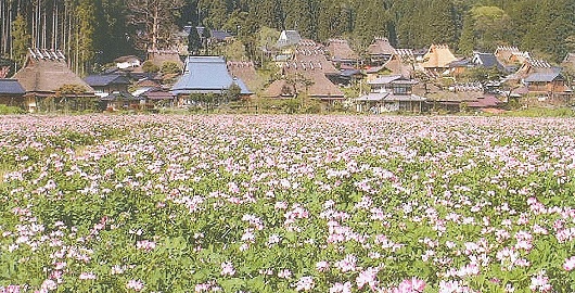 春の茅葺の里の風景