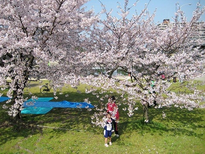 武庫川に咲く満開のサクラ