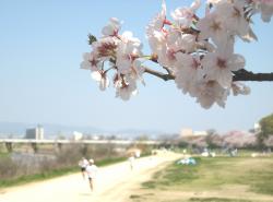 桜の武庫川河川敷